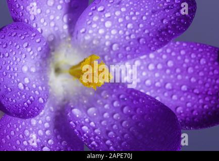 Nahaufnahme eines violetten Krokus mit Wassertropfen darauf Unter dem Sonnenlicht Stockfoto