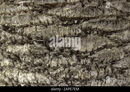 Nahaufnahme einer Palmenrinde unter dem Sonnenlicht - Ein cooles Bild für Hintergründe und Hintergrundbilder Stockfoto