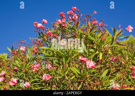 Rosa und rot blühender Nerium - Oleander 'Rose Bay' Strauch Im Spätsommer Stockfoto