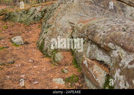 Gefallen Pinus resinosa - Kiefernnadeln und exponierte Aufschlüsse Bedeckt mit grünem Bryophyta - Moos im Wald im Herbst Stockfoto