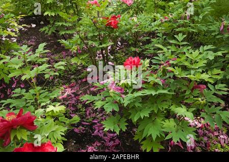 Purple Paeonia - Pfingstrosen im späten Frühjahr, Montreal, Botanischer Garten, Quebec, Kanada Stockfoto