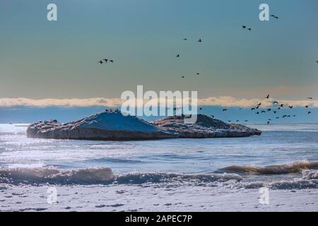 Eisschollen und Herden kanadischer Gänse. Lake Michigan im Winter. Natürliche Szene aus Wisconsin. Stockfoto