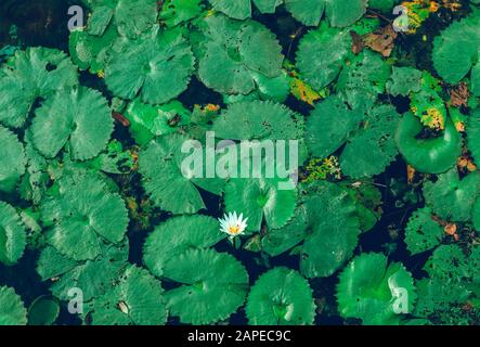 Weiße Seerose, Nymphaea odorata, in einem Teich. Stockfoto