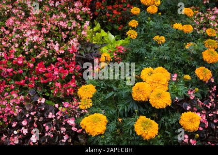 Rosa und rote Begonien und gelbe Tagetes - Ringelblumen In öffentlichen Park Garten Grenze Stockfoto