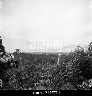 Reisen nach Suriname und zu den niederländischen Antillen Beschreibung: Pflanzen im Marowijnegebied in Suriname Datum: 1947 Ort: Marowijne, Suriname Schlüsselwörter: Panoramas Stockfoto