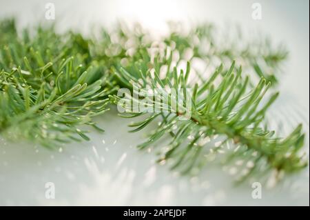 Tannenzweig - Kiefernzweig Stockfoto