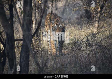 TIGER IN DER NICHT-TOURISTISCHEN ZONE, OFFENER BEREICH Stockfoto