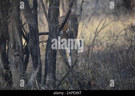 TIGER IN DER NICHT-TOURISTISCHEN ZONE, OFFENER BEREICH Stockfoto