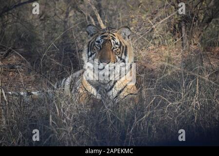 TIGER IN DER NICHT-TOURISTISCHEN ZONE, OFFENER BEREICH Stockfoto