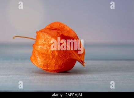 Eine Frucht physalis auf einem feinen Holz- Hintergrund. Stockfoto