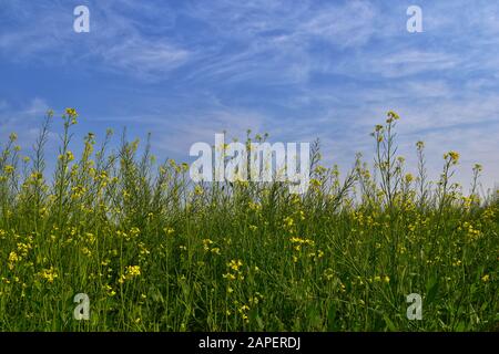 Der Senf ist eine Pflanzenart in den Genera Brassica. Die Gruppe der wenig verschwommenen gelben Senfblüten mit blauem Himmel. Stockfoto