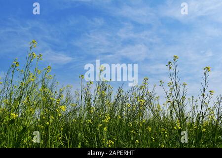 Der Senf ist eine Pflanzenart in den Genera Brassica. Die Gruppe der wenig verschwommenen gelben Senfblüten mit blauem Himmel. Stockfoto