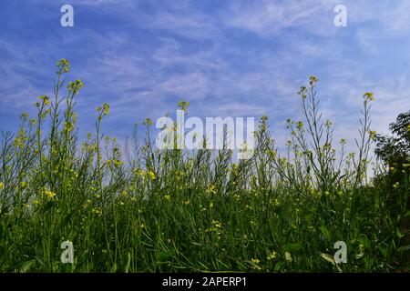 Der Senf ist eine Pflanzenart in den Genera Brassica. Die Gruppe der wenig verschwommenen gelben Senfblüten mit blauem Himmel. Stockfoto