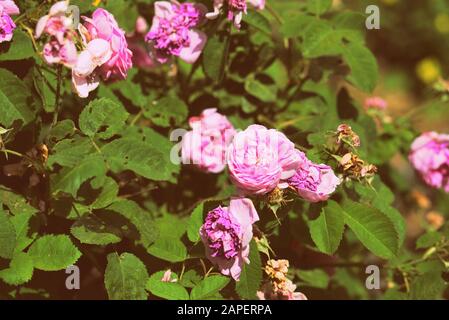 An einem heißen Sommertag verwischen rosarote Rosen vor der Hitze im Garten. Retro-Stil gezont Stockfoto