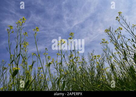 Der Senf ist eine Pflanzenart in den Genera Brassica. Die Gruppe der wenig verschwommenen gelben Senfblüten mit blauem Himmel. Stockfoto