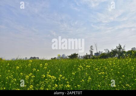 Der Senf ist eine Pflanzenart in den Genera Brassica. Die Gruppe der wenig verschwommenen gelben Senfblüten mit trübem Himmel. Stockfoto