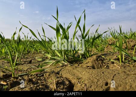 Schöne gewachsene Weizenernte auf dem Feld, kleine Weizenpflanzen mit klarem blauen Himmel verstärken die Naturschönheit. Stockfoto