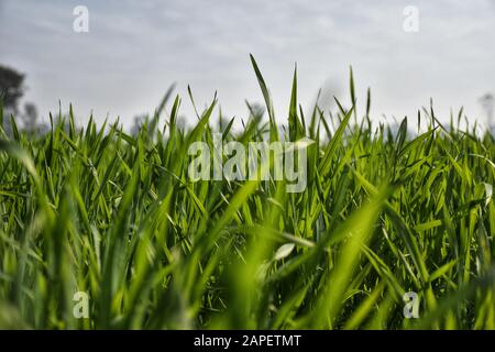 Schön angebauter Weizenanbau auf dem Feld, Weizenpflanzen mit klarem blauen Himmel verstärken die Naturschönheit. Stockfoto