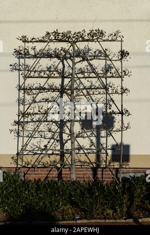 Ein moderner Baum, der vor einer Wand in bestimmte Richtungen wachsen musste Stockfoto