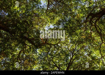 Bodenansicht der Natur alte grüne Bäume im Wald. Stockfoto
