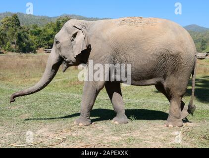 Nahaufnahme eines asiatischen Elefanten Stockfoto