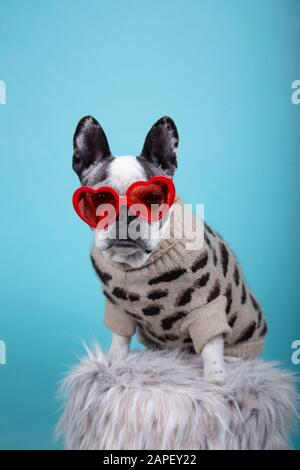 Französischer Bulldogge züchtet Hund mit roter Herzbrille und Kleid, das auf die Kamera auf blauem Hintergrund Gerichtet Ist, Isoliertes Bild. Valentines Tageskonzept. Stockfoto