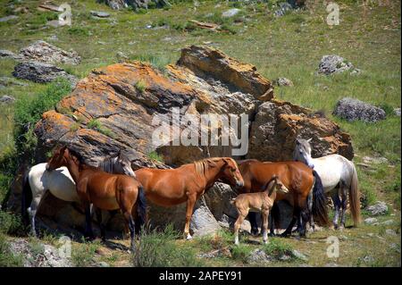 Eine Gruppe von Pferden verschiedener Alters und Farben in der Nähe eines hohen Steins in einer Lichtung am Fuß des Hügels. Stockfoto