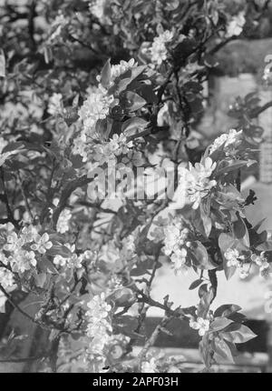 Reportage Betuwe Beschreibung: Blühender Obstbaum in IJzendoorn in de Betuwe Datum: 1932 Stichwörter: Obstgärten Stockfoto
