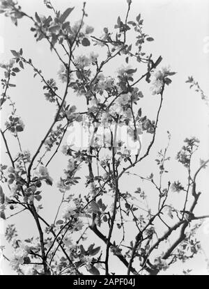 Reportage Betuwe Beschreibung: Blühender Obstbaum in IJzendoorn in de Betuwe Datum: 1932 Stichwörter: Obstgärten Stockfoto