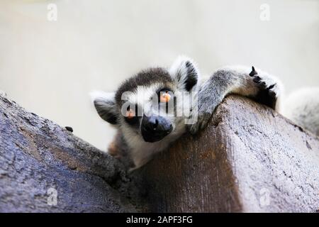 Porträt einer catta Lemur Nahaufnahme Stockfoto