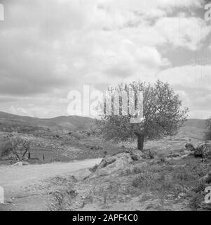 Israel 1948-1949: Auf dem Weg nach Jerusalem Beschreibung: Baum auf der Straßenseite mit im Hintergrund liegenden Bergen Datum: 1948 Ort: Israel Schlagwörter: Berge, Bäume, Panoramas, Straßen Stockfoto