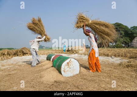 Frauen Dreschen, Agrarfelder von Punjab, in der Nähe von Amritsar, indien, Südasien, Asien Stockfoto