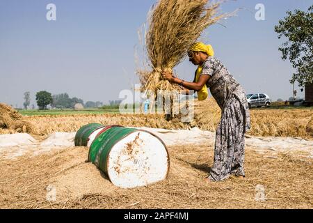 Frau Dreschen, Agricaltural Fields of Punjab, in der Nähe von Amritsar, indien, Südasien, Asien Stockfoto