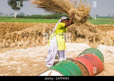 Frau Dreschen, Agricaltural Fields of Punjab, in der Nähe von Amritsar, indien, Südasien, Asien Stockfoto