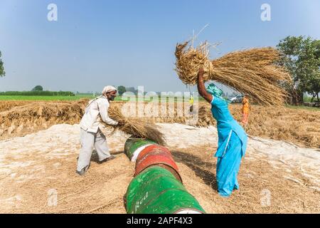 Frauen Dreschen, Agrarfelder von Punjab, in der Nähe von Amritsar, indien, Südasien, Asien Stockfoto