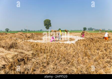 Frauen Dreschen, Agrarfelder von Punjab, in der Nähe von Amritsar, indien, Südasien, Asien Stockfoto