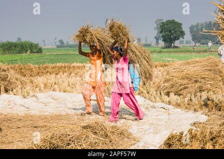 Frauen Dreschen, Agrarfelder von Punjab, in der Nähe von Amritsar, indien, Südasien, Asien Stockfoto