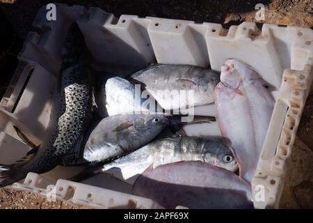 Frischer Fisch in einem Korb Stockfoto