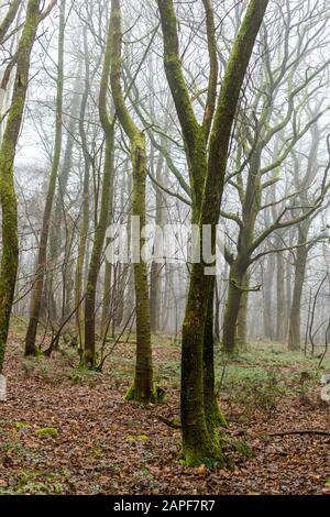 Winternebel hüllt dieses verlassene Kopft im Wald von Dean ein. Coppicing war einst eine übliche ländliche Fähigkeit. ST Briavels Woods, Gloucestershire. GROSSBRITANNIEN Stockfoto