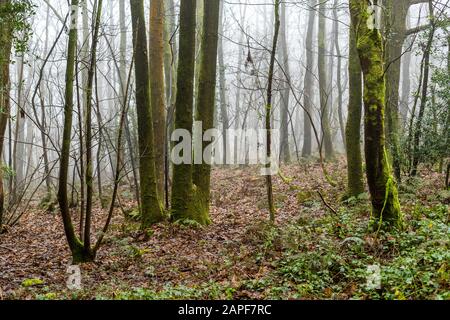 Winternebel hüllt dieses verlassene Kopft im Wald von Dean ein. Coppicing war einst eine übliche ländliche Fähigkeit. ST Briavels Woods, Gloucestershire. GROSSBRITANNIEN Stockfoto