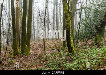 Winternebel hüllt dieses verlassene Kopft im Wald von Dean ein. Coppicing war einst eine übliche ländliche Fähigkeit. ST Briavels Woods, Gloucestershire. GROSSBRITANNIEN Stockfoto