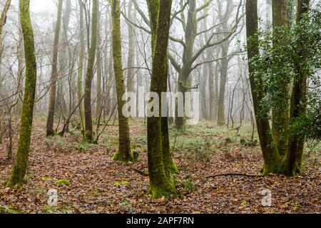 Winternebel hüllt dieses verlassene Kopft im Wald von Dean ein. Coppicing war einst eine übliche ländliche Fähigkeit. ST Briavels Woods, Gloucestershire. GROSSBRITANNIEN Stockfoto