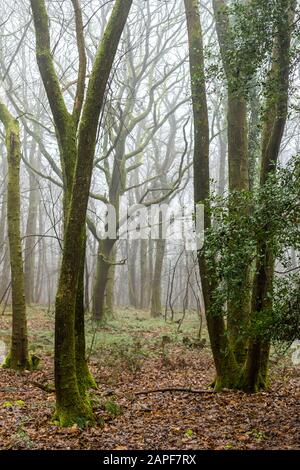 Winternebel hüllt dieses verlassene Kopft im Wald von Dean ein. Coppicing war einst eine übliche ländliche Fähigkeit. ST Briavels Woods, Gloucestershire. GROSSBRITANNIEN Stockfoto