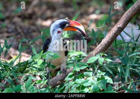 Vogel Von der Deckens Hornbill mit Insekten im Schnabel. Tockus deckeni, Lake Chamo, Arba Minch, Äthiopien Wildtiere Stockfoto