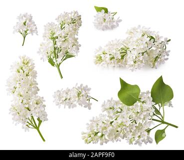 Der blühende Flieder. Zweigniederlassungen von lila Blumen auf weißem Hintergrund. Stockfoto