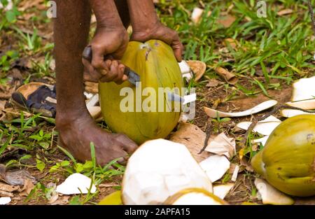 Sansibar Tansania 14.08.2010: Verarbeitung und Eröffnung der Kokosnuss Stockfoto