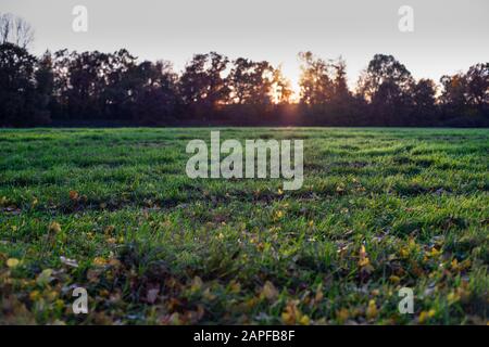 Sonnenuntergang hinter Bäumen auf den Abendwiesen. Stockfoto