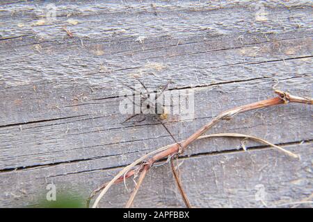 Makroaufnahme der kleine graue Spinne auf Holz- Hintergrund. Winzige/kleine Spinne Landung auf vintage Holz- Hintergrund. Stockfoto