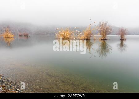 Bäume wachsen in einem See bei frostiger Witterung Stockfoto