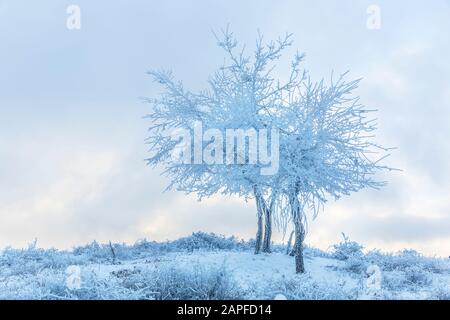 Im Wald verzweigt sich gefrorener Baum Stockfoto